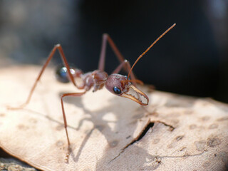 Myrmecia vindex beim Ausschauen aus ihrem Nest.