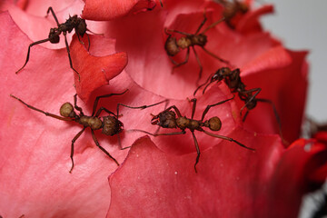 Südamerikanische Blattschneider auf einer zarten Rosenblüte