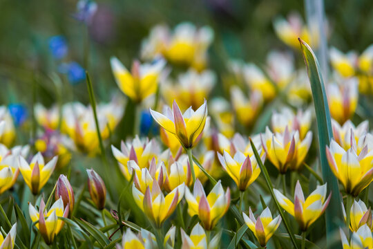Yellow and purple tulips field close-up. Tulipa biflora flowers. Floral background for design, postcards, posters, banners. Delicate petals on a green background. Romantic wallpaper
