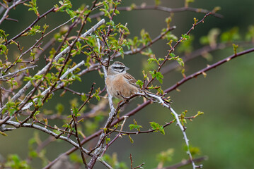 Bruant fou,.Emberiza cia, Rock Bunting