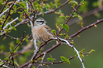 Bruant fou,.Emberiza cia, Rock Bunting