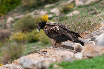 Gypaète barbu,.Gypaetus barbatus, Bearded Vulture, Vautour fauve,.Gyps fulvus, Griffon Vulture