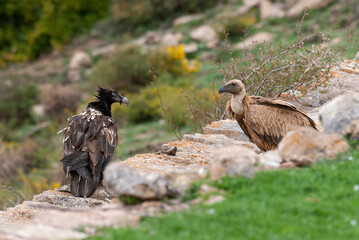 Gypaète barbu,.Gypaetus barbatus, Bearded Vulture, Vautour fauve,.Gyps fulvus, Griffon Vulture