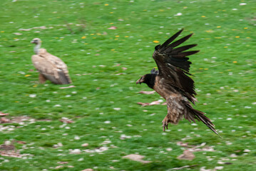 Gypaète barbu,.Gypaetus barbatus, Bearded Vulture, Vautour fauve,.Gyps fulvus, Griffon Vulture