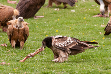 Gypaète barbu,.Gypaetus barbatus, Bearded Vulture, Vautour fauve,.Gyps fulvus, Griffon Vulture