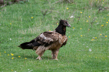 Gypaète barbu, .Gypaetus barbatus, Bearded Vulture