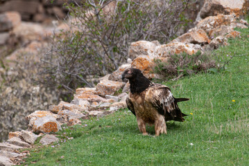 Gypaète barbu, .Gypaetus barbatus, Bearded Vulture