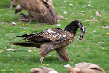 Gypaète barbu, .Gypaetus barbatus, Bearded Vulture