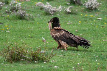 Gypaète barbu, .Gypaetus barbatus, Bearded Vulture