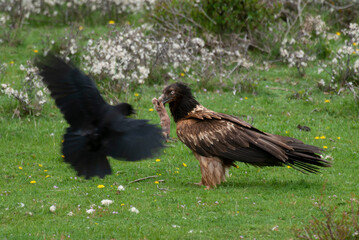 Gypaète barbu, .Gypaetus barbatus, Bearded Vulture