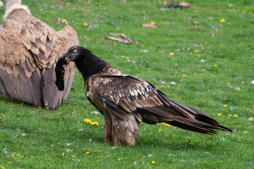 Gypaète barbu, .Gypaetus barbatus, Bearded Vulture