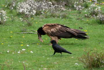 Gypaète barbu, .Gypaetus barbatus, Bearded Vulture