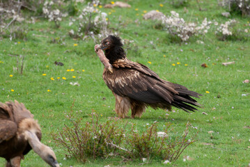 Gypaète barbu, .Gypaetus barbatus, Bearded Vulture