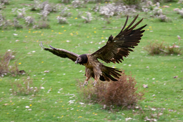 Gypaète barbu, .Gypaetus barbatus, Bearded Vulture