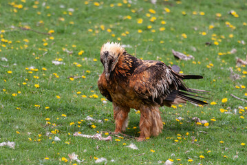 Gypaète barbu, .Gypaetus barbatus, Bearded Vulture
