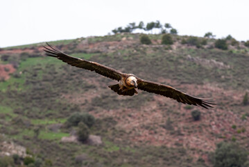 Gypaète barbu, .Gypaetus barbatus, Bearded Vulture