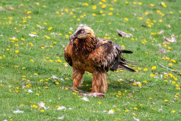 Gypaète barbu, .Gypaetus barbatus, Bearded Vulture
