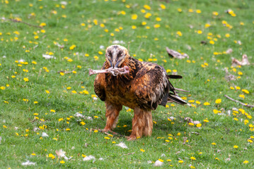 Gypaète barbu, .Gypaetus barbatus, Bearded Vulture