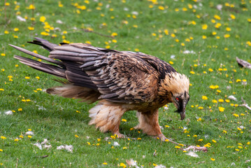 Gypaète barbu, .Gypaetus barbatus, Bearded Vulture