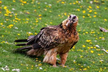 Gypaète barbu, .Gypaetus barbatus, Bearded Vulture