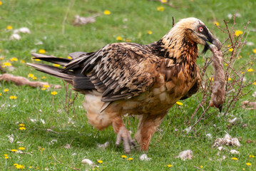 Gypaète barbu, .Gypaetus barbatus, Bearded Vulture