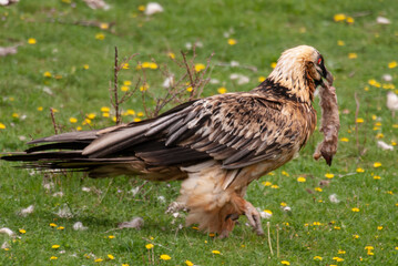 Gypaète barbu, .Gypaetus barbatus, Bearded Vulture