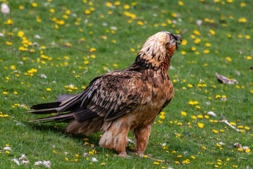 Gypaète barbu, .Gypaetus barbatus, Bearded Vulture