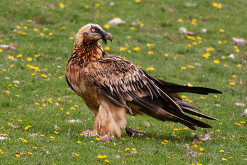 Gypaète barbu, .Gypaetus barbatus, Bearded Vulture