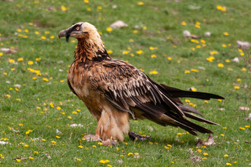 Gypaète barbu, .Gypaetus barbatus, Bearded Vulture