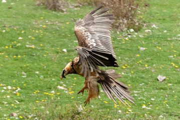 Gypaète barbu,.Gypaetus barbatus, Bearded Vulture