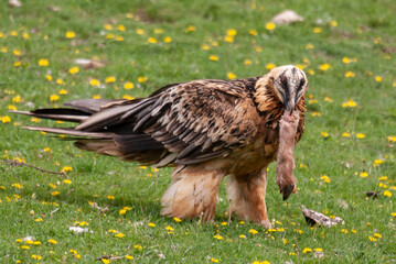 Gypaète barbu, .Gypaetus barbatus, Bearded Vulture
