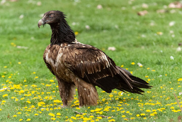 Gypaète barbu,.Gypaetus barbatus, Bearded Vulture