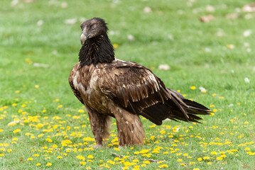 Gypaète barbu,.Gypaetus barbatus, Bearded Vulture