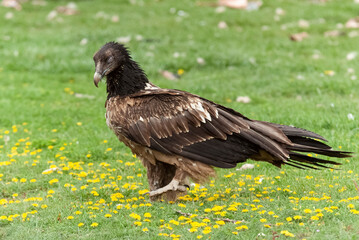 Gypaète barbu,.Gypaetus barbatus, Bearded Vulture