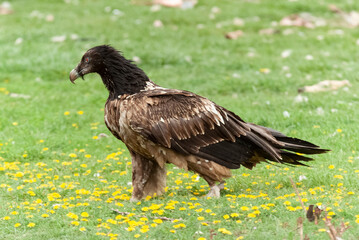 Gypaète barbu,.Gypaetus barbatus, Bearded Vulture