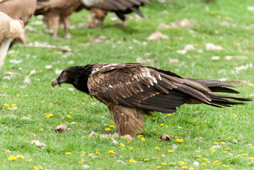 Gypaète barbu,.Gypaetus barbatus, Bearded Vulture