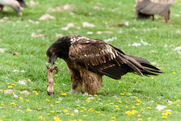 Gypaète barbu,.Gypaetus barbatus, Bearded Vulture