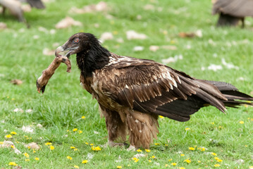 Gypaète barbu,.Gypaetus barbatus, Bearded Vulture