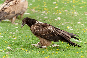 Gypaète barbu,.Gypaetus barbatus, Bearded Vulture