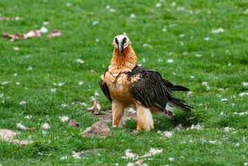 Gypaète barbu, .Gypaetus barbatus, Bearded Vulture