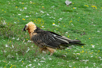 Gypaète barbu, .Gypaetus barbatus, Bearded Vulture