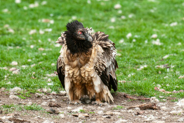 Gypaète barbu, .Gypaetus barbatus, Bearded Vulture