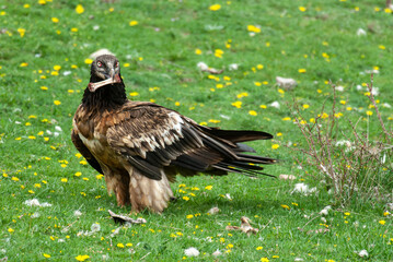 Gypaète barbu, .Gypaetus barbatus, Bearded Vulture