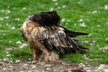 Gypaète barbu, .Gypaetus barbatus, Bearded Vulture