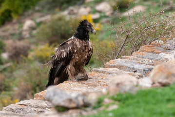 Gypaète barbu, .Gypaetus barbatus, Bearded Vulture