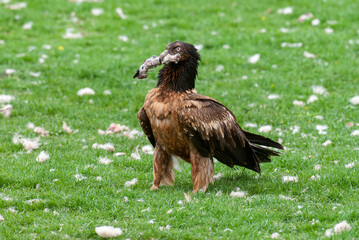 Gypaète barbu, .Gypaetus barbatus, Bearded Vulture