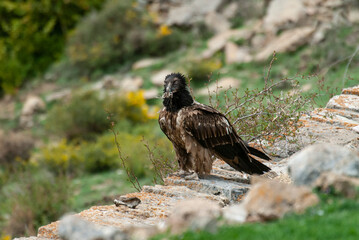 Gypaète barbu, .Gypaetus barbatus, Bearded Vulture