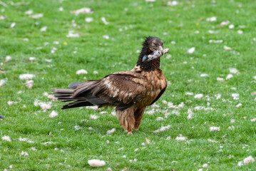 Gypaète barbu, .Gypaetus barbatus, Bearded Vulture