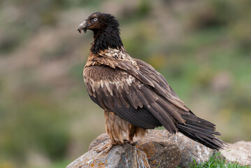 Gypaète barbu, .Gypaetus barbatus, Bearded Vulture