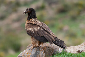 Fototapeta premium Gypaète barbu, .Gypaetus barbatus, Bearded Vulture